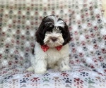 Image preview for Ad Listing. Nickname: Asher
