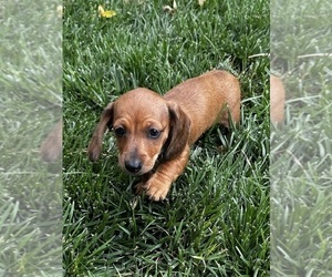 Dachshund Puppy for Sale in RIVERBANK, California USA
