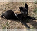 Puppy Dallas Belgian Malinois