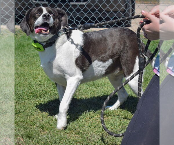 Medium Photo #3 Labbe Puppy For Sale in Huntley, IL, USA