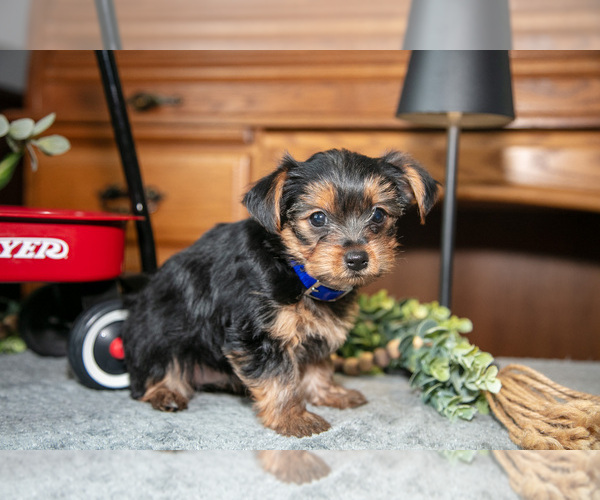 Medium Photo #2 Yorkshire Terrier Puppy For Sale in NAPPANEE, IN, USA