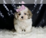 Small #2 Maltipoo