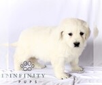 Small #4 English Cream Golden Retriever