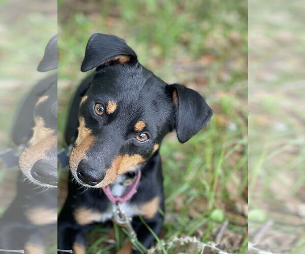 Medium Photo #2 Doxie-Pin Puppy For Sale in Pensacola, FL, USA