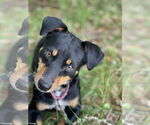 Small #1 Doxie-Pin