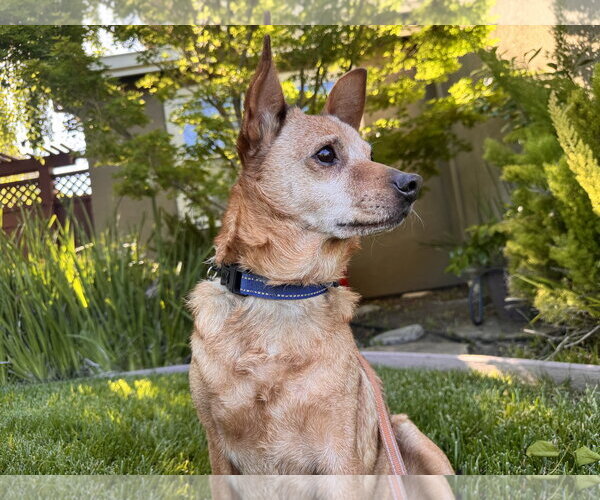 Medium Photo #10 Mutt Puppy For Sale in Santa Clara, CA, USA