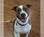 Small #4 American Pit Bull Terrier Mix