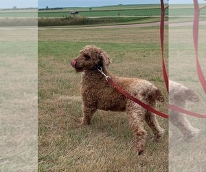 Father of the Goldendoodle (Miniature) puppies born on 03/26/2025