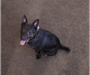 Australian Kelpie-Chihuahua Mix Dogs for adoption in Woodland, CA, USA