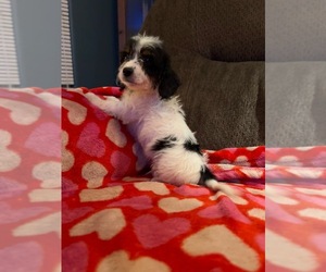 Beagle-Miniature Bernedoodle Mix Puppy for sale in BALTIMORE, OH, USA