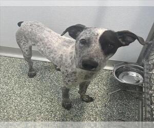 Treeing Walker Coonhound Dogs for adoption in Salisbury, NC, USA