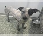 Small Treeing Walker Coonhound