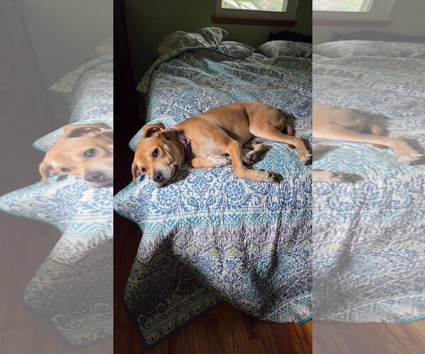 Medium Photo #5 Labrador Retriever-Unknown Mix Puppy For Sale in Germantown, OH, USA