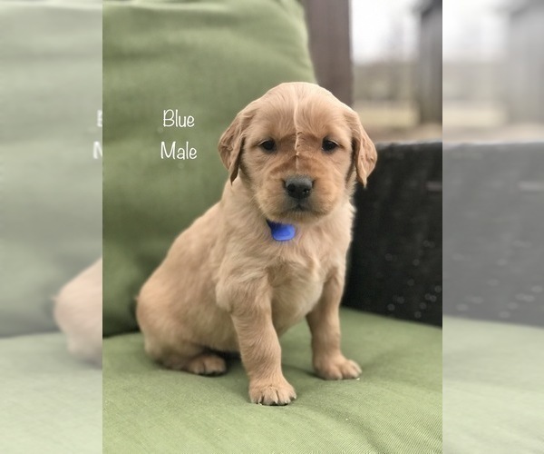 Medium Photo #4 Golden Retriever Puppy For Sale in SONORA, KY, USA