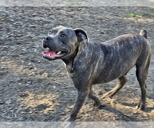 Medium Photo #3 Bulldog-Unknown Mix Puppy For Sale in Bloomingdale, NJ, USA