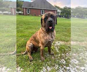 Father of the Mastiff puppies born on 08/03/2025