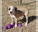 Small #5 Catahoula Leopard Dog Mix