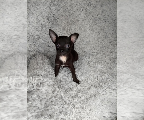 Medium Photo #4 Chihuahua Puppy For Sale in INDIANAPOLIS, IN, USA