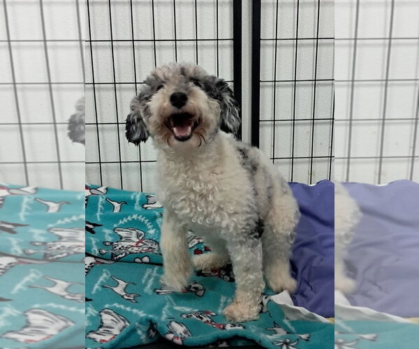 Medium Photo #3 Poodle (Miniature) Puppy For Sale in Mukwonago, WI, USA