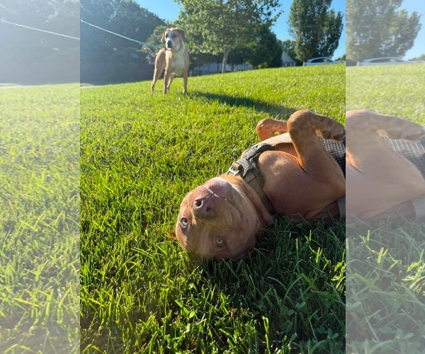 Medium Photo #3 Mutt Puppy For Sale in Greensboro, NC, USA