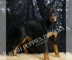 Puppy AKC EurMercedes Doberman Pinscher