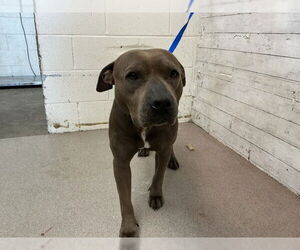 Mutt Dogs for adoption in San Bernardino, CA, USA