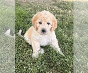 Bernedoodle-Labradoodle Mix Puppy for sale in LONGMONT, CO, USA