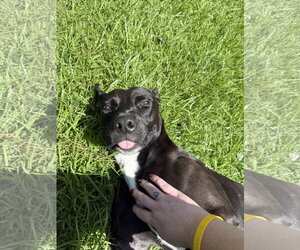 Darla - Female Labrador Retriever-Unknown Mix Dog for Adoption - Photo #14