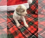 Puppy Frosty Aussiedoodle
