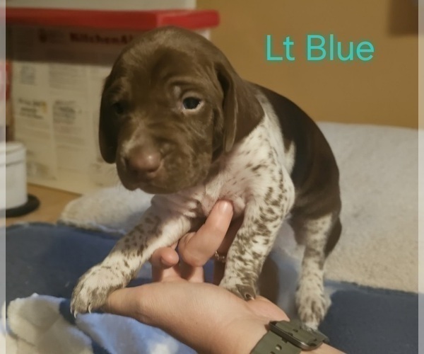 Medium Photo #1 German Shorthaired Pointer Puppy For Sale in CYPRESS, TX, USA