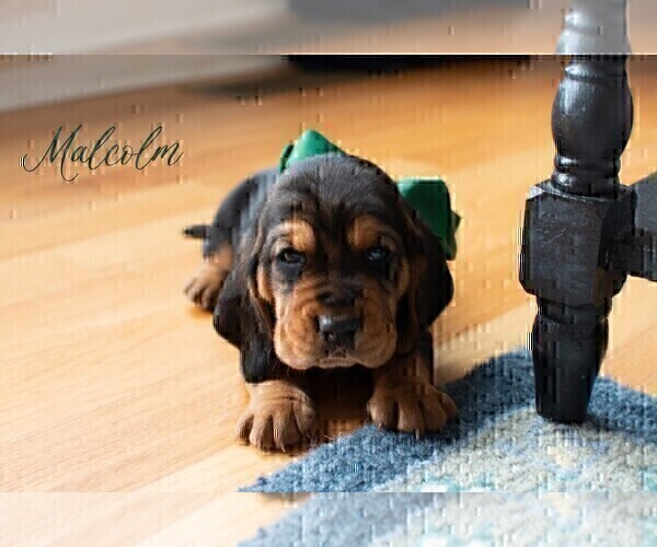 Medium Photo #1 Basset Hound Puppy For Sale in CUMMING, GA, USA