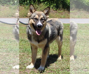 Australian Shepherd-Unknown Mix Dogs for adoption in Prattville, AL, USA