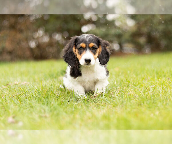 Full screen Photo #4 Dachshund Puppy For Sale in WARSAW, IN, USA