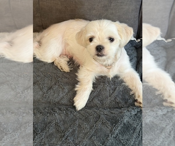 Medium Photo #1 Shih Tzu Puppy For Sale in CANTONMENT, FL, USA