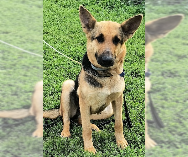 Medium Photo #6 German Shepherd Dog Puppy For Sale in Kansas City, MO, USA