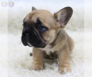 French Bulldog Puppy for sale in TAMPA, FL, USA
