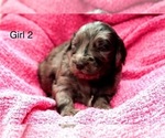 Small #18 Goldendoodle