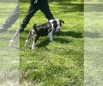Small Photo #15 American Bully Puppy For Sale in NAUGATUCK, CT, USA