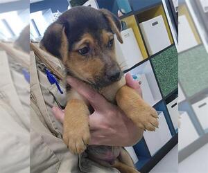 German Shepherd Dog Dogs for adoption in Temple, TX, USA