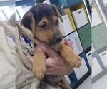 Small German Shepherd Dog