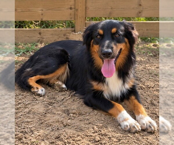 Medium Photo #2 Australian Shepherd Puppy For Sale in Dallas, TX, USA
