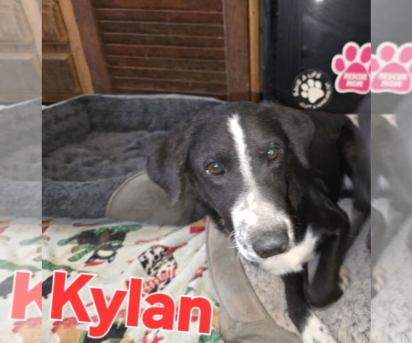 Medium Photo #8 Labrador Retriever-Unknown Mix Puppy For Sale in Oakhurst, NJ, USA