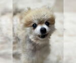 Small #6 Pomeranian Mix