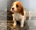Small Photo #2 Cavalier King Charles Spaniel Puppy For Sale in NILES, MI, USA