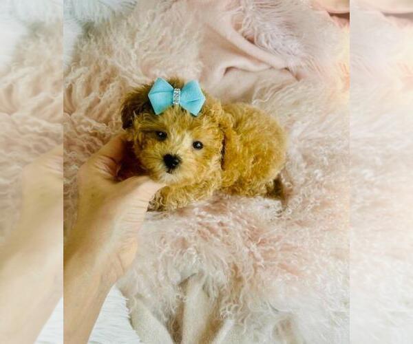 Medium Photo #4 Bichpoo Puppy For Sale in PEMBROKE PINES, FL, USA