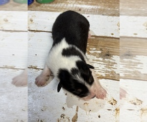 Australian Shepherd Puppy for sale in SNOW CAMP, NC, USA