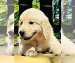 Small Photo #34 Golden Retriever Puppy For Sale in AMITY, AR, USA