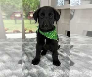 Labrador Retriever Puppy for sale in INDIANAPOLIS, IN, USA