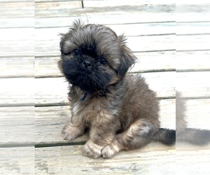 Shih Tzu Puppy for Sale in CUMBERLAND CENTER, Maine USA