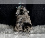 Small Photo #55 Maltipoo Puppy For Sale in WARSAW, IN, USA